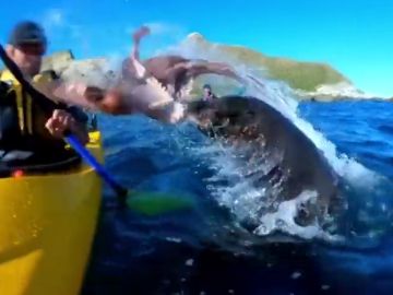 Una foca lanza un pulpo a la cara de un piragüista en Nueva Zelanda y el vídeo se vuelve viral