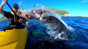 Una foca lanza un pulpo a la cara de un piragüista en Nueva Zelanda y el vídeo se vuelve viral