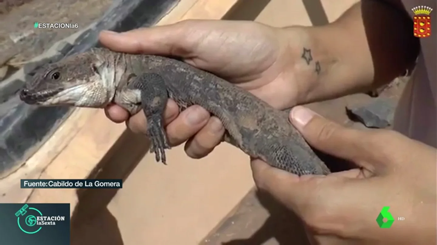 Uno de los 105 lagartos que han nacido en El Hierro Uno de los 105 lagartos que han nacido en El Hierro