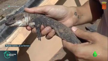 Uno de los 105 lagartos que han nacido en El Hierro
