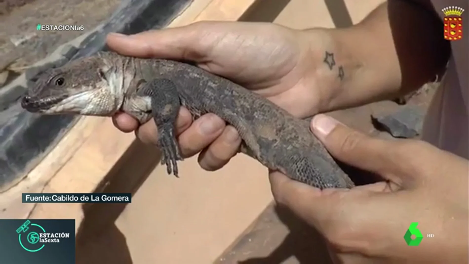Uno de los 105 lagartos que han nacido en El Hierro