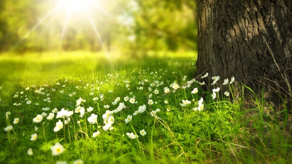 Imagen de flores en el campo