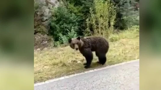 Imagen de la osezna que ha muerto en Asturias Imagen de la osezna que ha muerto en Asturias