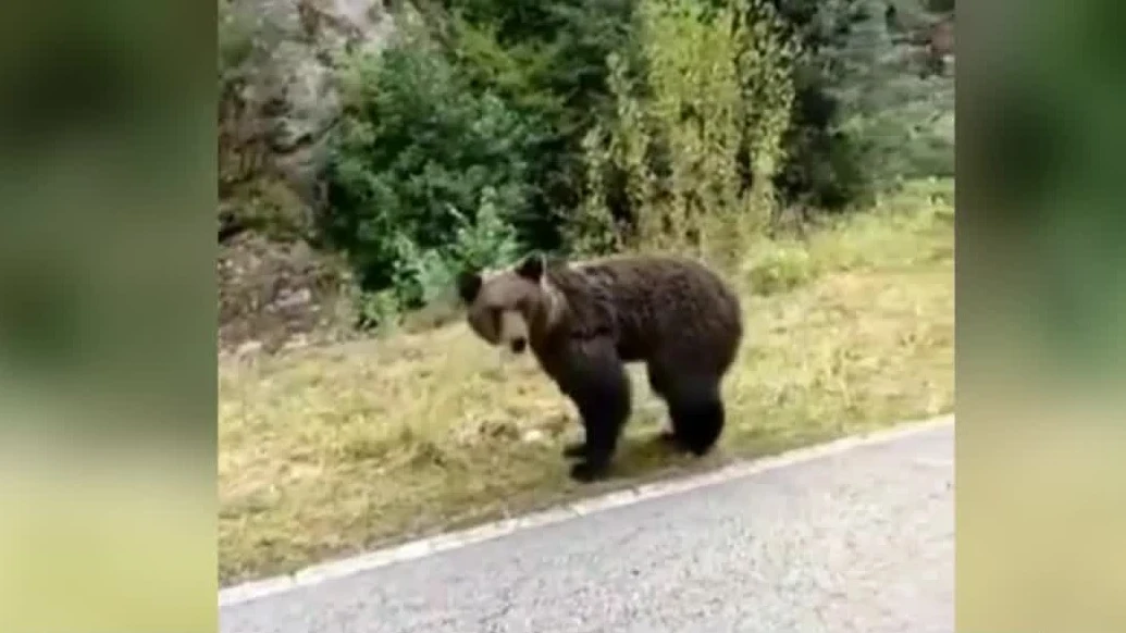 Imagen de la osezna que ha muerto en Asturias