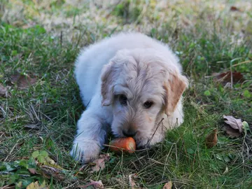Un perro juega con una zanahoria Un perro juega con una zanahoria