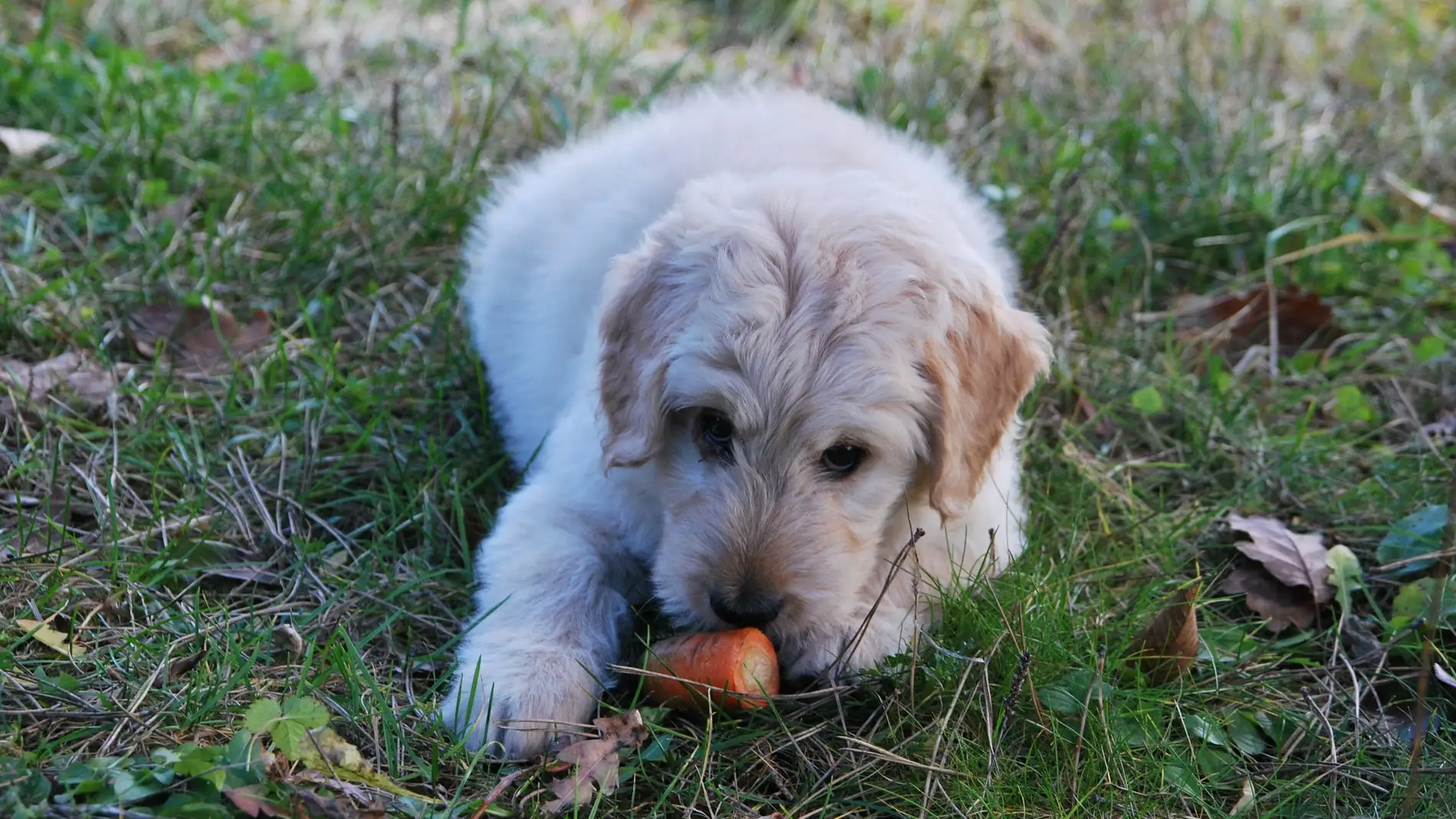 Un perro juega con una zanahoria