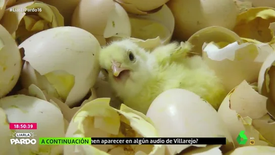 huevos huevos