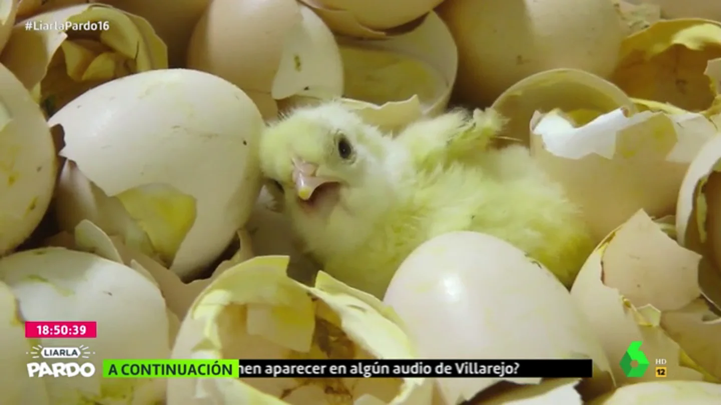 huevos huevos