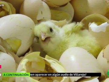 huevos huevos