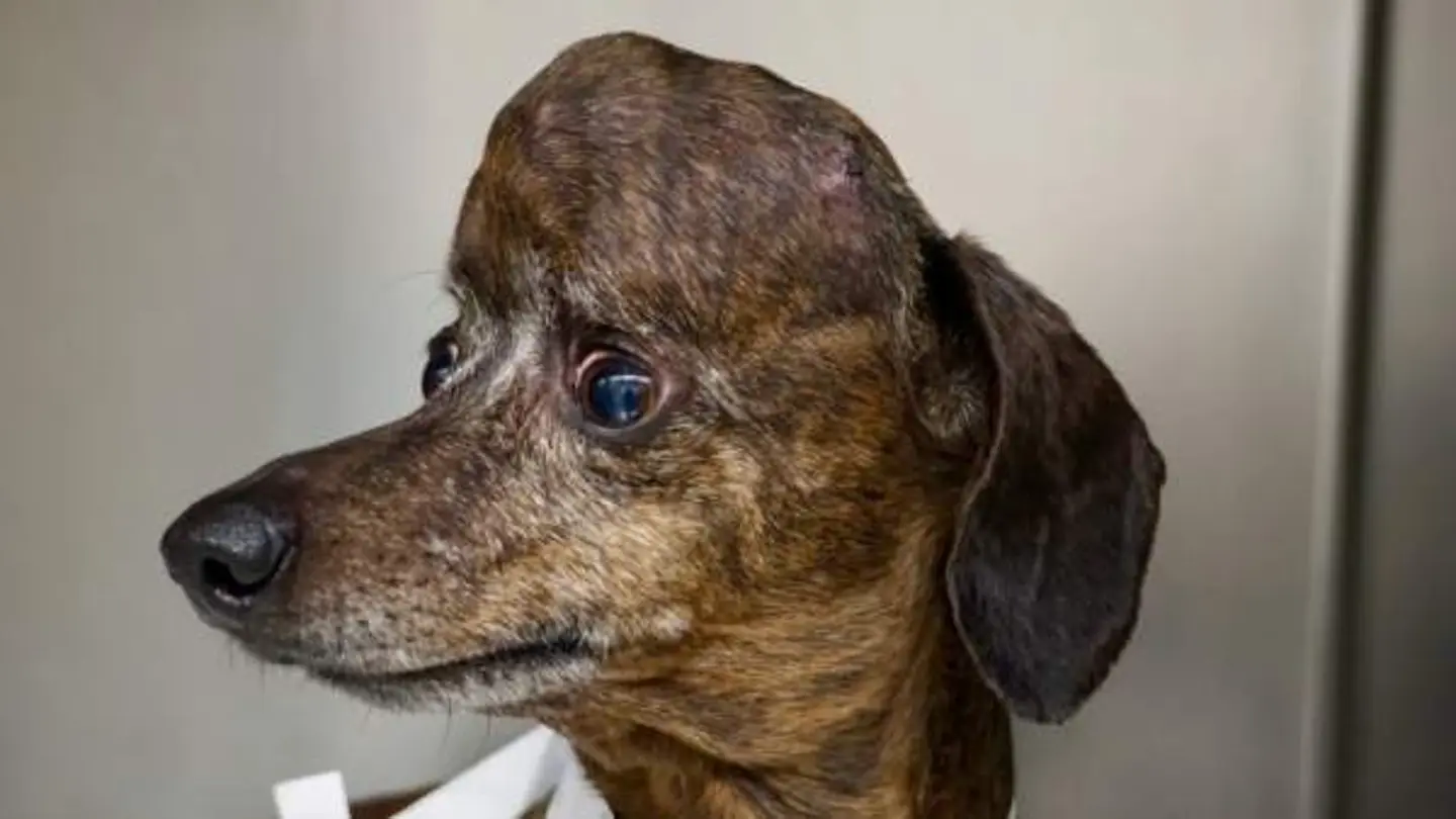 Imagen de Patches, perro salvado gracias a una impresora 3D Imagen de Patches, perro salvado gracias a una impresora 3D
