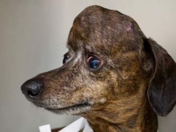 Imagen de Patches, perro salvado gracias a una impresora 3D Imagen de Patches, perro salvado gracias a una impresora 3D