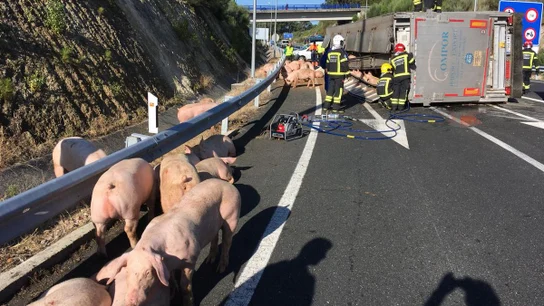 Foto de archivo del accidente de un camión que transportaba cerdos Imagen de los cerdos sueltos en la vía tras volcar el camión que los transportaba