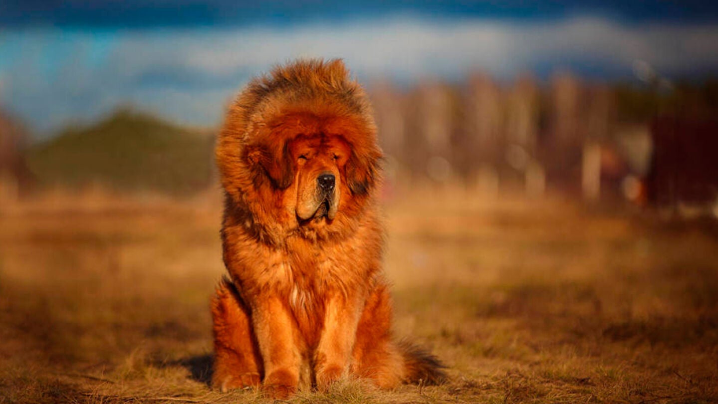 Mast&iacute;n tibetano en una imagen de archivo