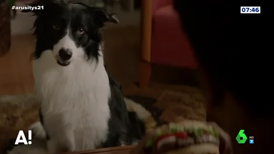 Una gran cadena de hamburgueserías ofrece a sus clientes huesos a la parrilla para perros Una gran cadena de hamburgueserías ofrece a sus clientes huesos a la parrilla para perros