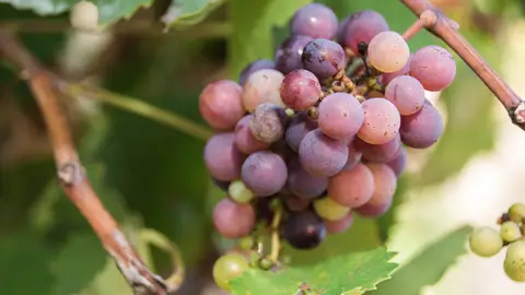 Viñas. Massar Enamórate de Malta en otoño