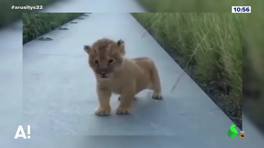 Las tiernas imágenes de un león cachorro que intenta rugir sin mucho éxito Las tiernas imágenes de un león cachorro que intenta rugir sin mucho éxito