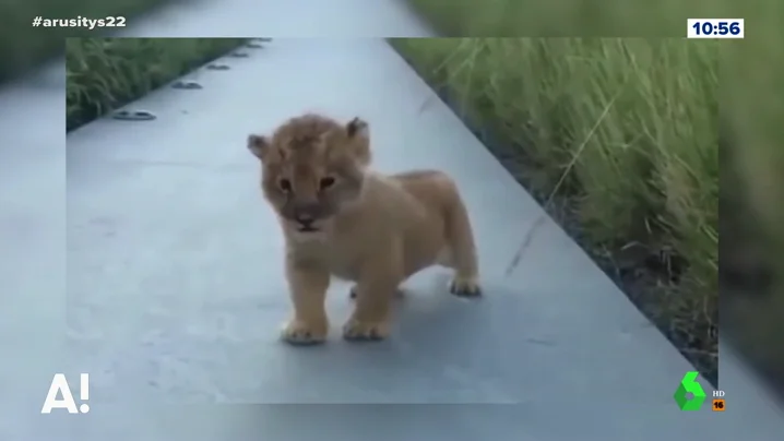 Las tiernas imágenes de un león cachorro que intenta rugir sin mucho éxito