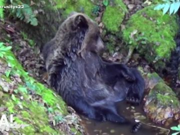 Una osa muere en Asturias tres ser rescatada en el río Teverga con heridas en una pata 