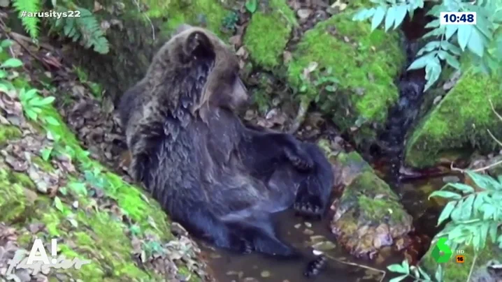 Una osa muere en Asturias tres ser rescatada en el río Teverga con heridas en una pata 