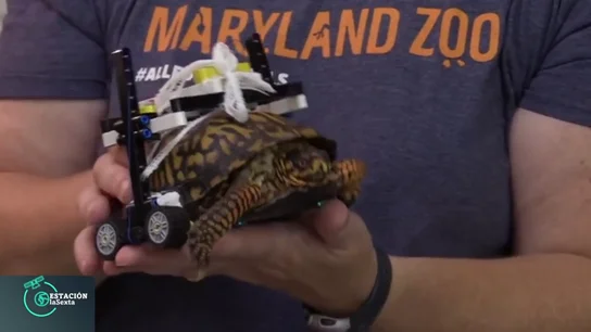 Una tortuga consigue andar gracias a una 'silla de ruedas' hecha con piezas de cosntrucción infantiles Una tortuga consigue andar gracias a una 'silla de ruedas' hecha con piezas de cosntrucción infantiles