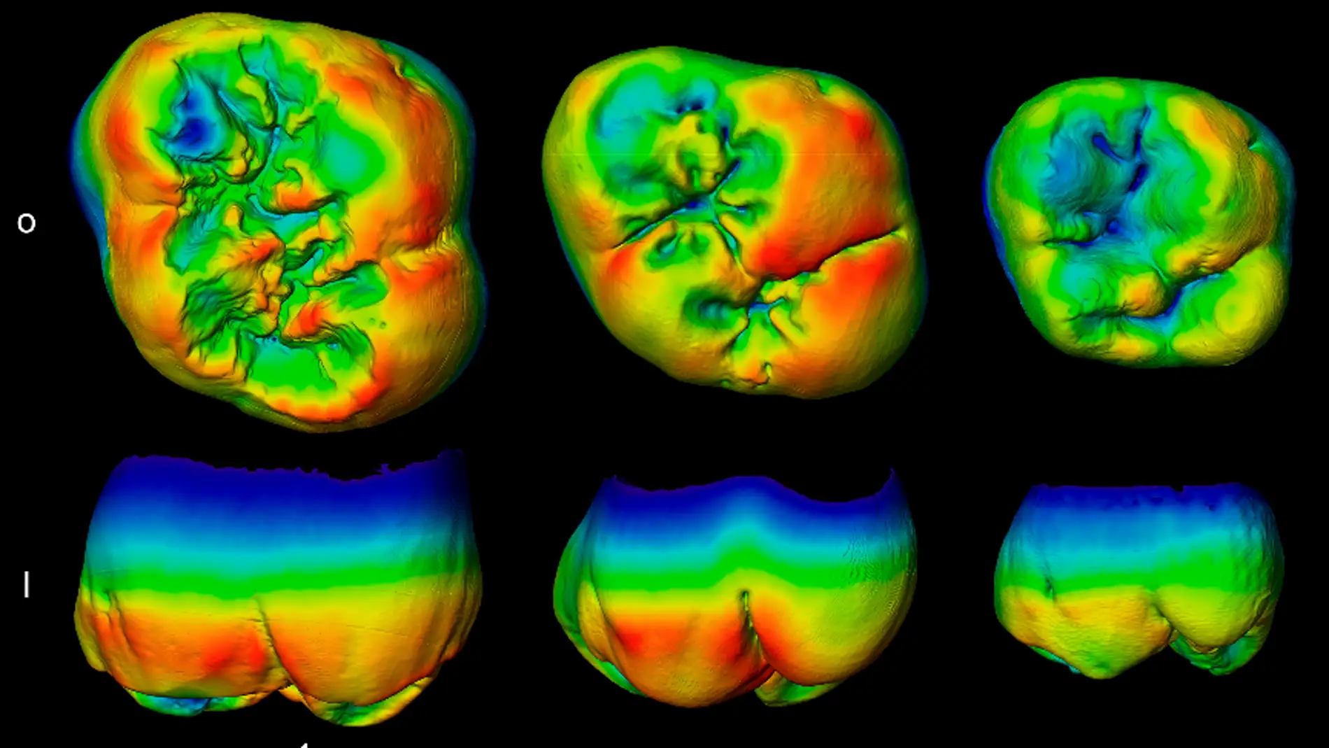 Dientes fosiles muestran las profundas raices neandertales en Europa
