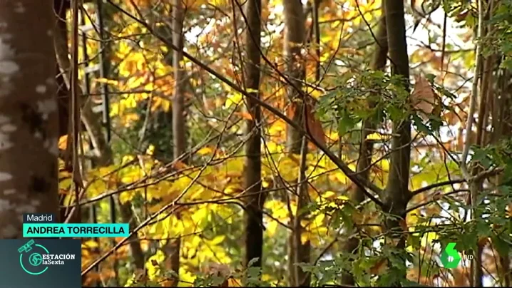 El cambio climático, la razón por la que se podrían perder los colores del otoño