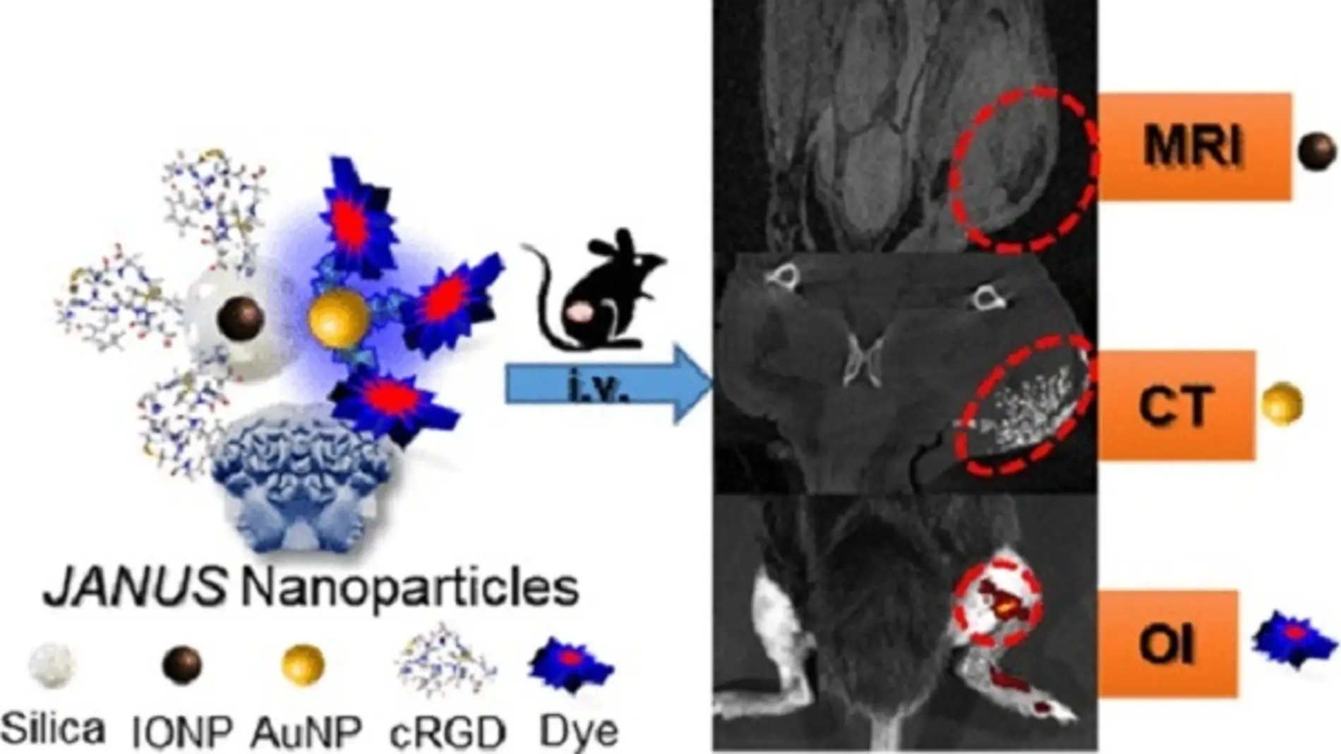 Composición y aplicación de la nanoplataforma JANUS