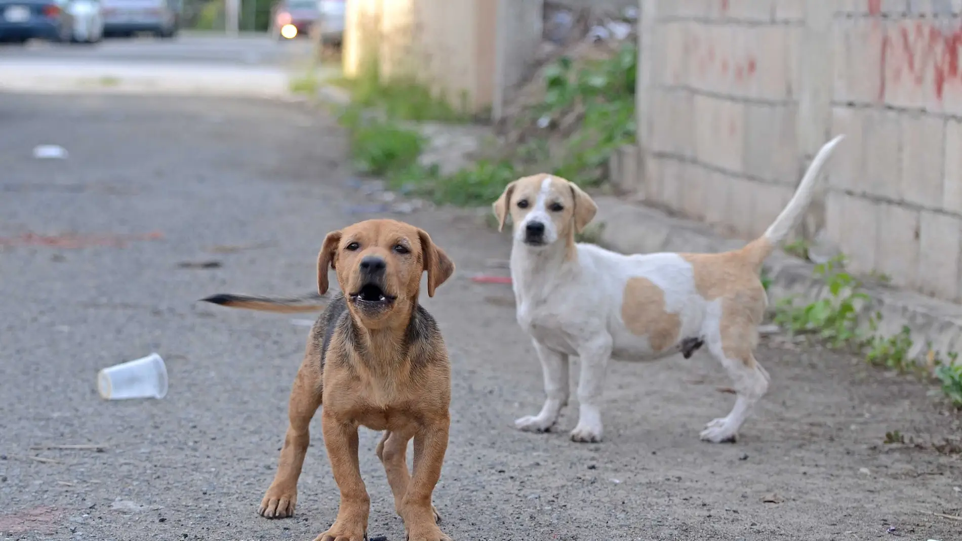 El perro tratado con insecticida reduce la transmision de leishmaniasis a humanos