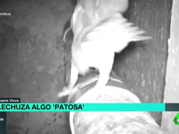 Una cámara deja en evidencia a 'la lechuza más patosa del mundo' Una cámara deja en evidencia a 'la lechuza más patosa del mundo'