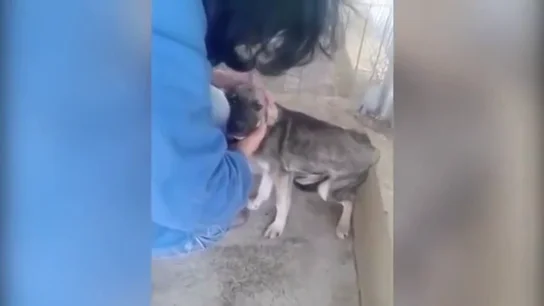 Imagen de una mujer acariciando a un perro antes de adoptarlo Imagen de una mujer acariciando a un perro antes de adoptarlo