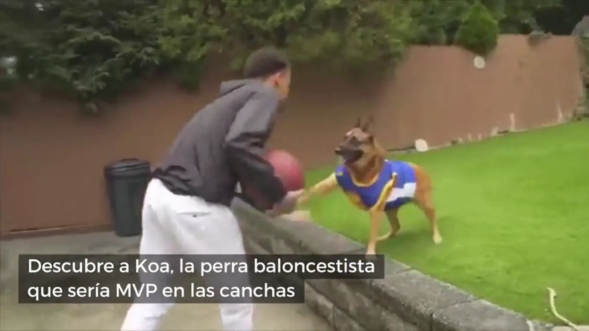 Conoce a Koa, la perra baloncestista que le quitaría el puesto a LeBron en los Lakers