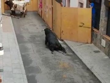 Pacma denuncia que un toro se rompe las patas nada más salir del cajón en los encierros de Mejorada del Campo, Madrid