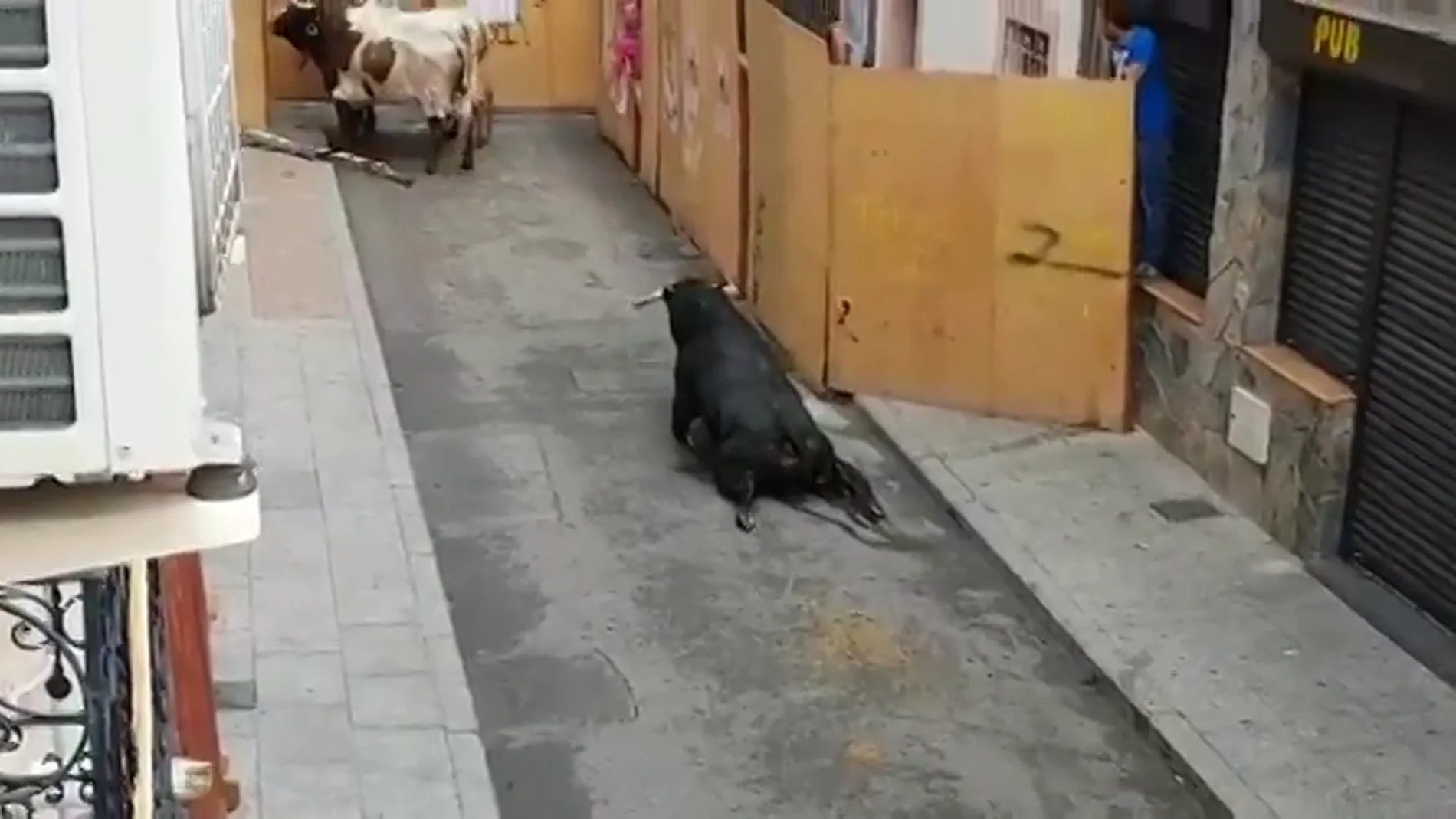 Pacma denuncia que un toro se rompe las patas nada más salir del cajón en los encierros de Mejorada del Campo, Madrid