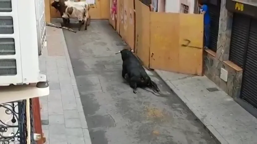 Pacma denuncia que un toro se rompe las patas nada más salir del cajón en los encierros de Mejorada del Campo, Madrid