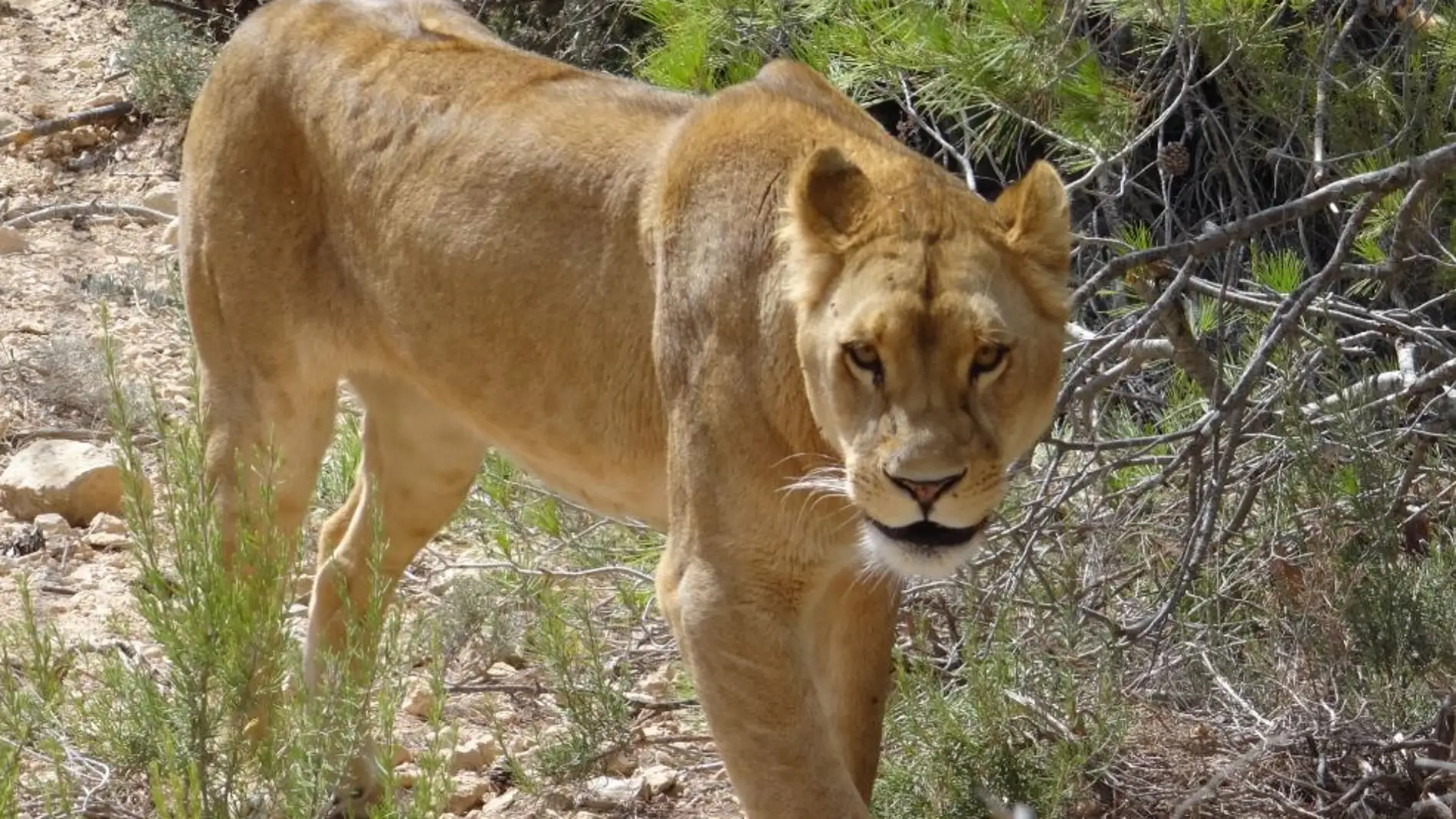 Dos leones victimas del circo y la guerra se reencuentran en Sudafrica