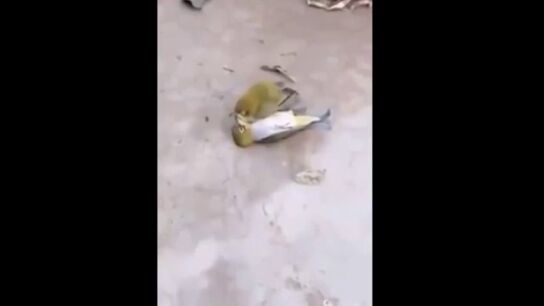 Las tr&aacute;gicas im&aacute;genes de un periquito que muere tras darse cuenta de que su compa&ntilde;ero ha fallecido