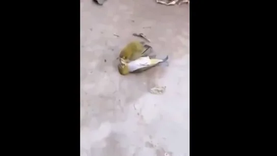 Las trágicas imágenes de un periquito que muere tras darse cuenta de que su compañero ha fallecido Las trágicas imágenes de un periquito que muere tras darse cuenta de que su compañero ha fallecido