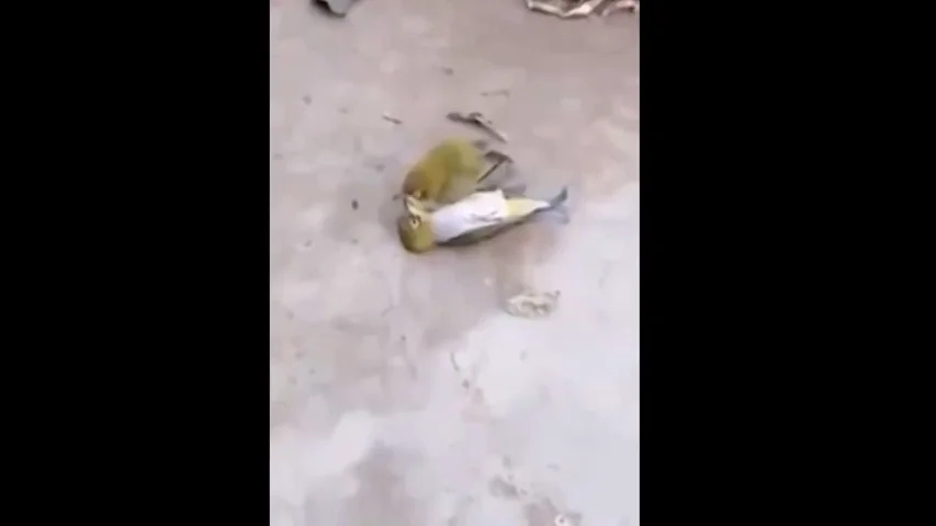 Las trágicas imágenes de un periquito que muere tras darse cuenta de que su compañero ha fallecido Las trágicas imágenes de un periquito que muere tras darse cuenta de que su compañero ha fallecido