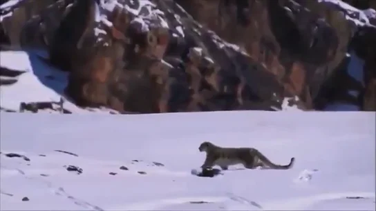 Un leopardo de las nieves en el Himalaya Un leopardo de las nieves en el Himalaya