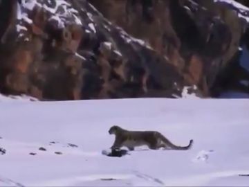 Un leopardo de las nieves en el Himalaya