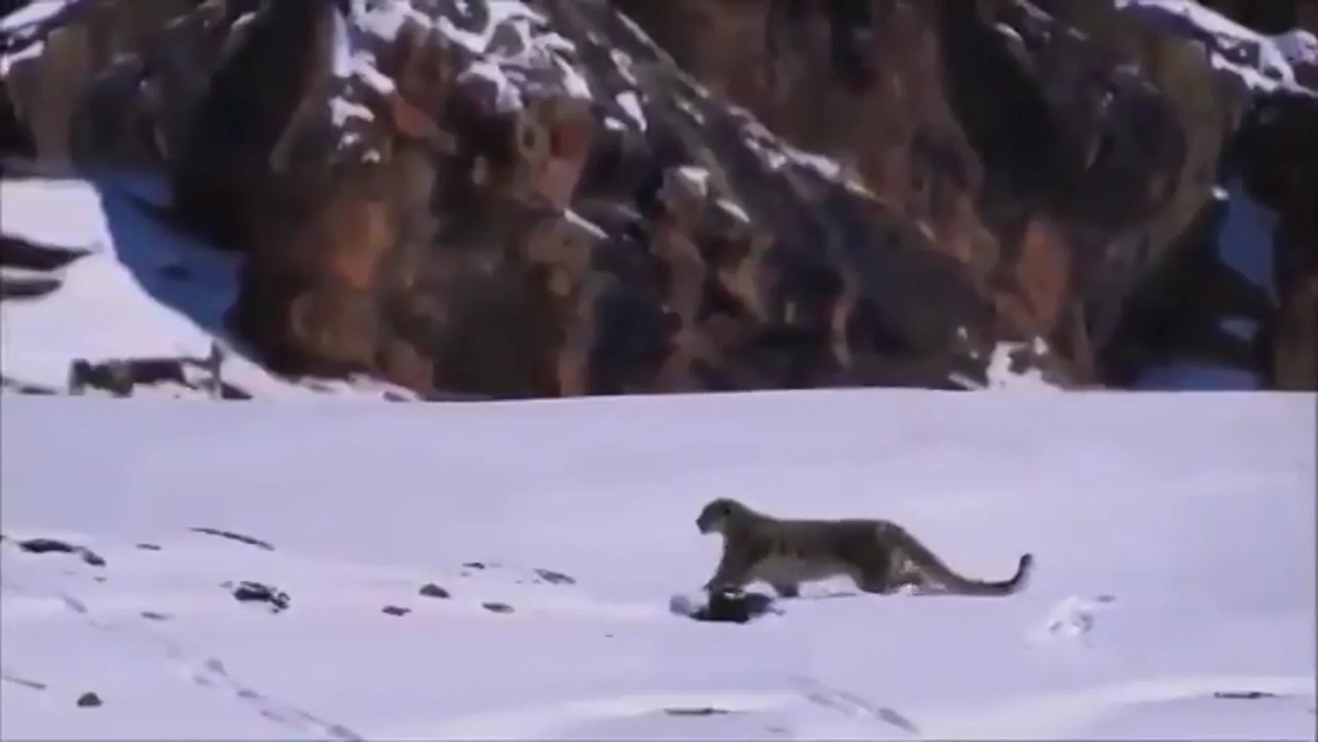 Un leopardo de las nieves en el Himalaya