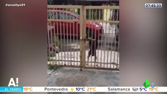 La peripecia de un perro para abrir la puerta de su casa cerrada con pestillo La peripecia de un perro para abrir la puerta de su casa cerrada con pestillo
