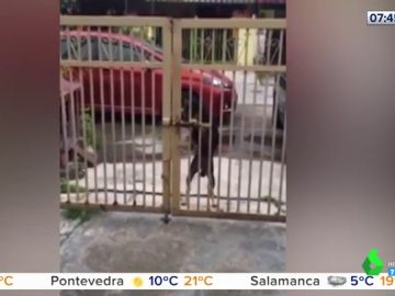 La peripecia de un perro para abrir la puerta de su casa cerrada con pestillo La peripecia de un perro para abrir la puerta de su casa cerrada con pestillo