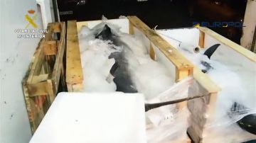 La Guardia Civil desmantela un grupo relacionado con el comercio ilegal de atún rojo