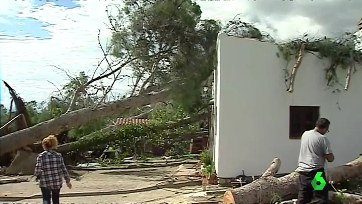 Pinos derrumbados por Leslie en Tarragona