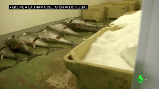 Piezas de at&uacute;n rojo almacenadas sobre el suelo