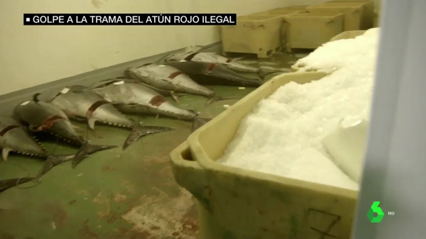 Piezas de atún rojo almacenadas sobre el suelo Piezas de atún rojo almacenadas sobre el suelo