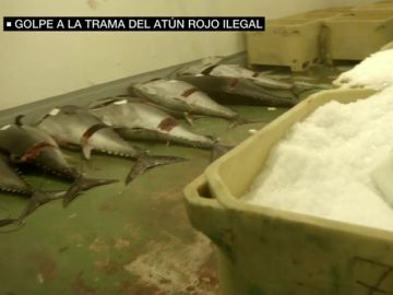 Piezas de atún rojo almacenadas sobre el suelo Piezas de atún rojo almacenadas sobre el suelo