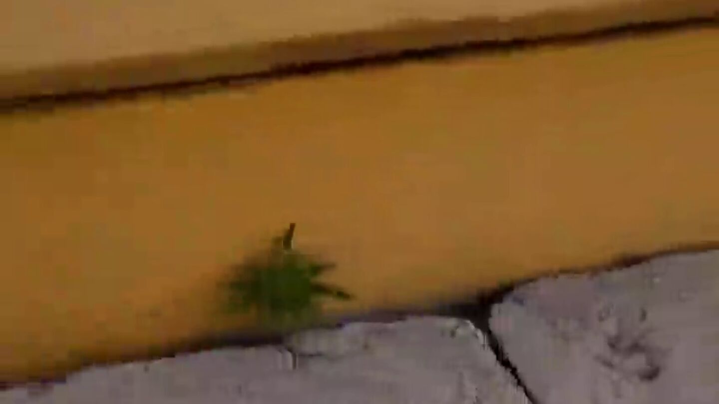 El v&iacute;deo viral de un aficionado que muestra c&oacute;mo crece una planta de marihuana en el estadio de Pe&ntilde;arol