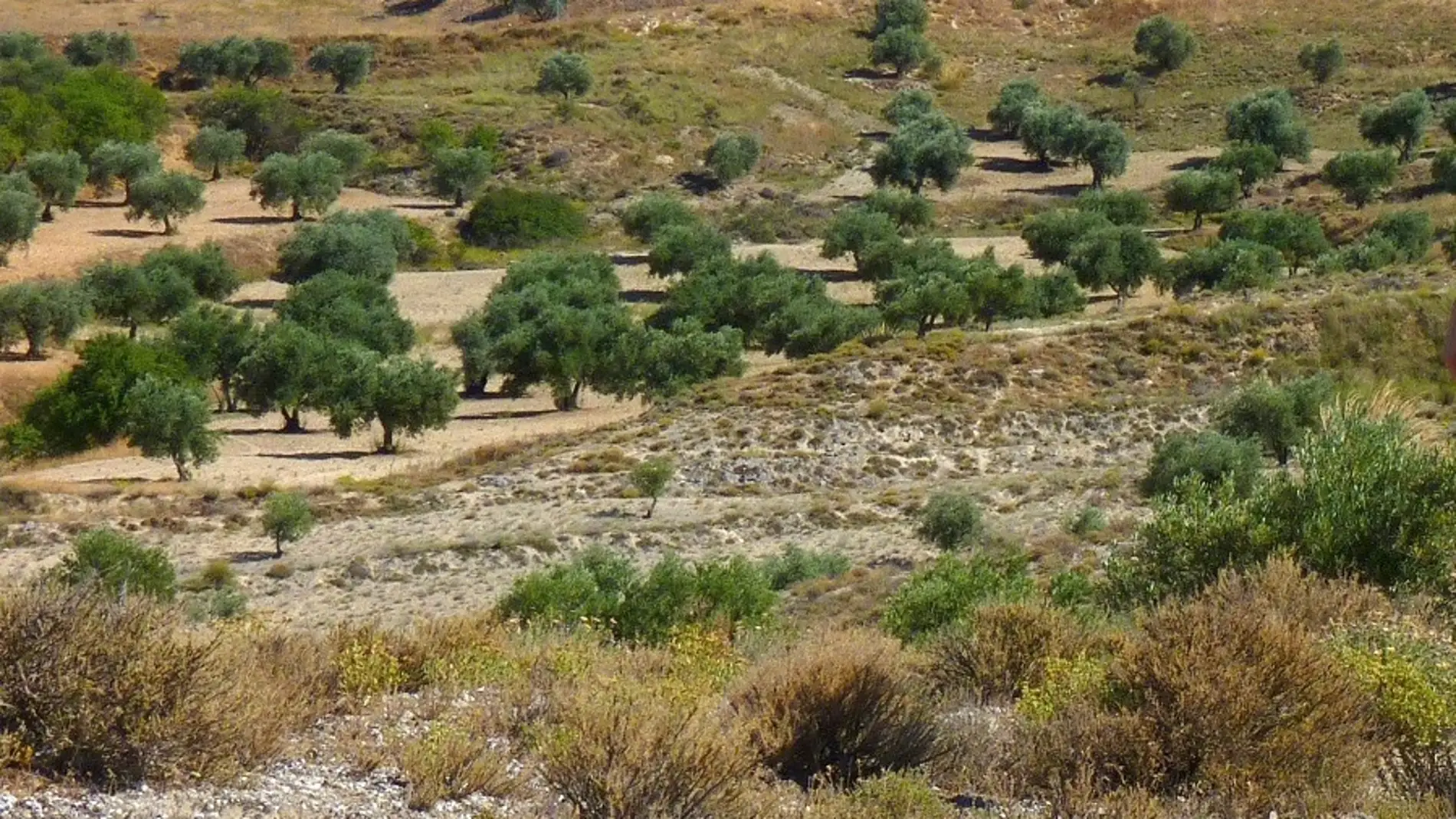 Las plantas de suelos ricos en yeso son resistentes a la actividad del ser humano